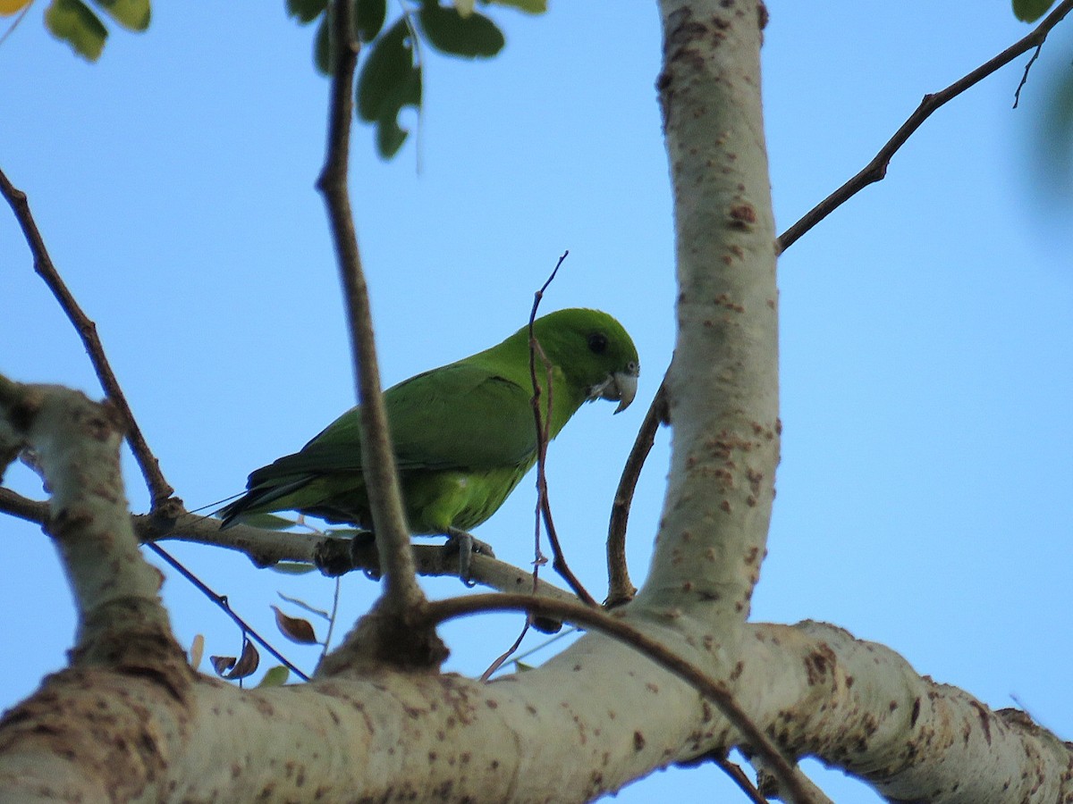Папужець-віхтьохвіст зелений - ML619555393