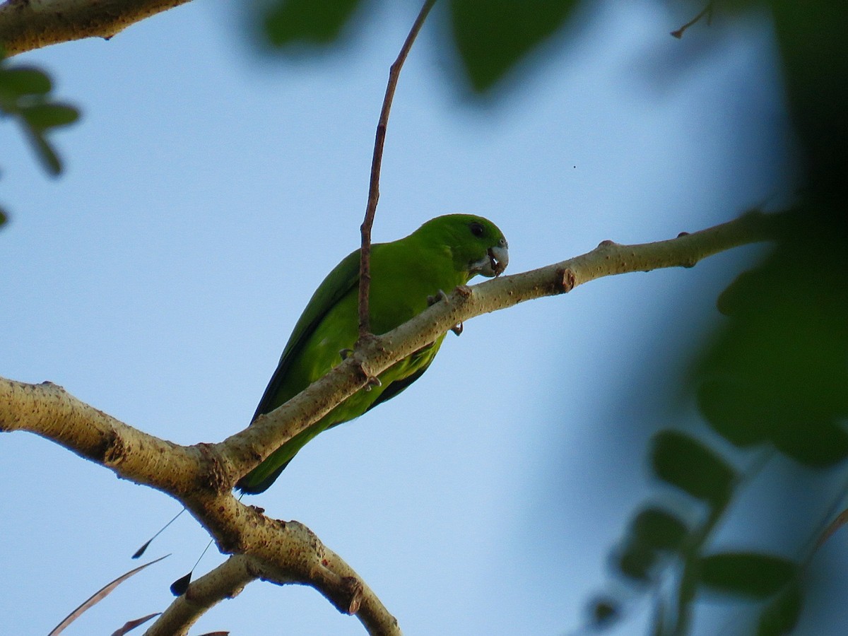 Папужець-віхтьохвіст зелений - ML619555394