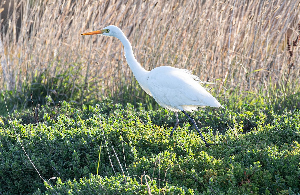 Plumed Egret - Kevin Bartram