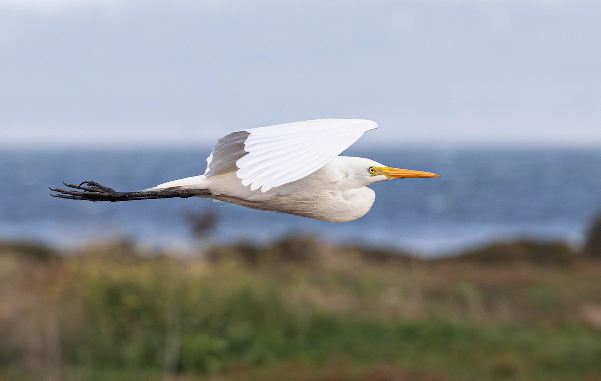 Plumed Egret - Kevin Bartram