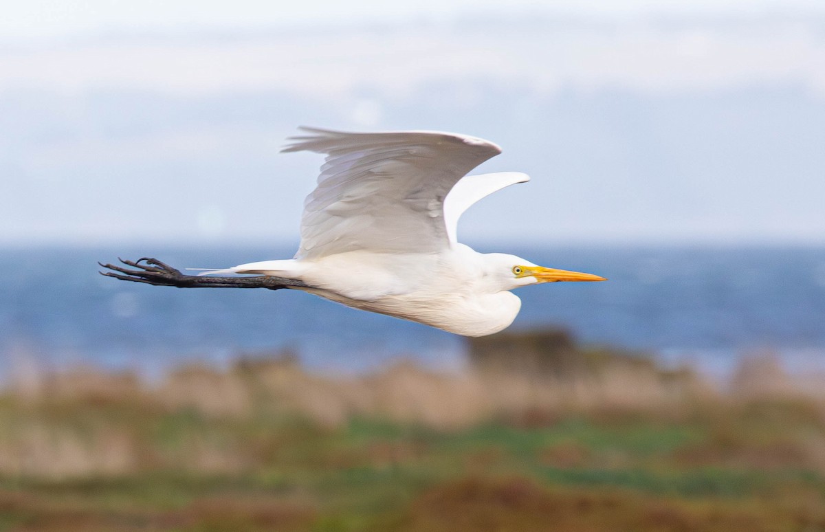 Plumed Egret - Kevin Bartram