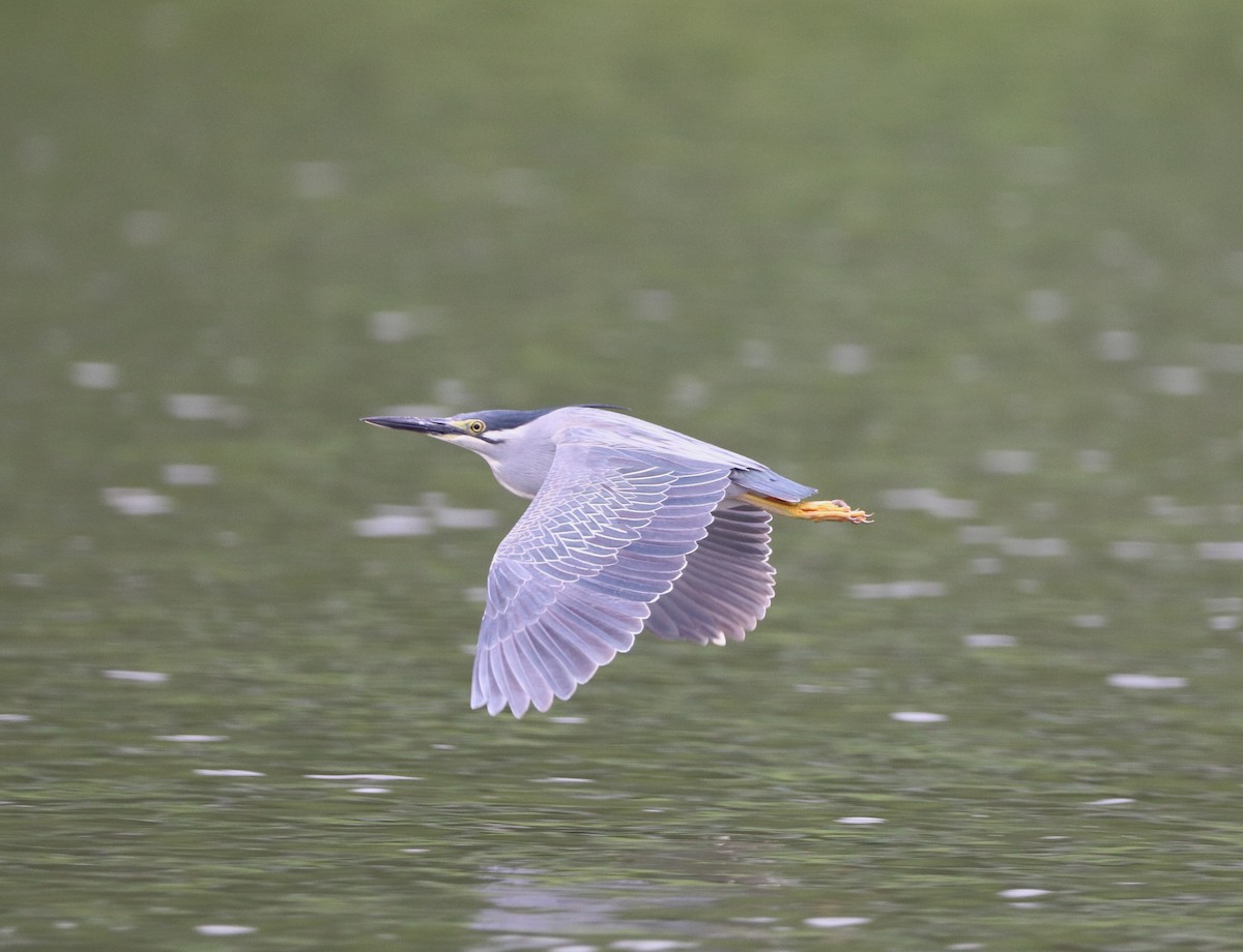 Striated Heron - Herman Viviers