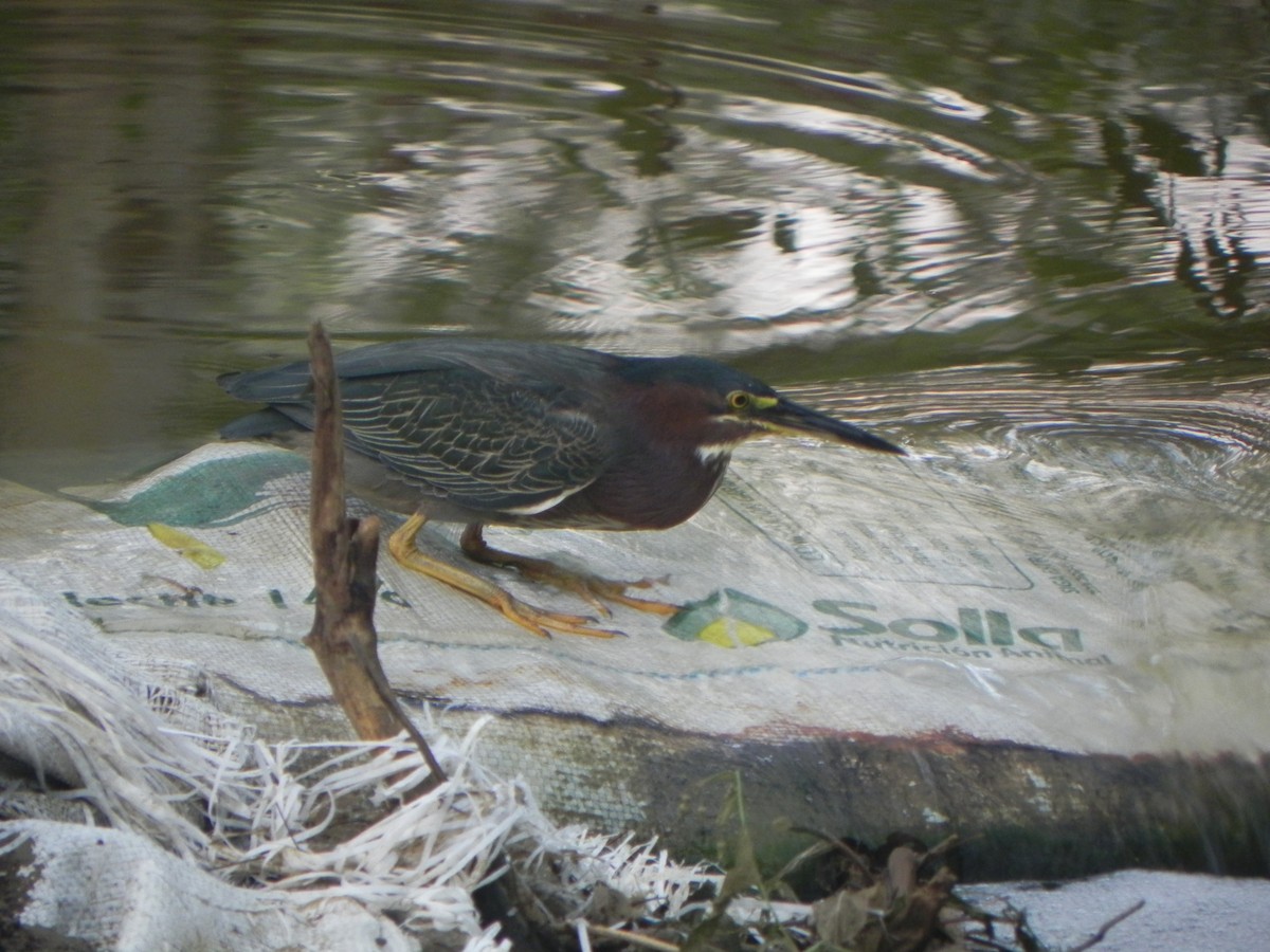 Striated/Green Heron - John Calderón Mateus