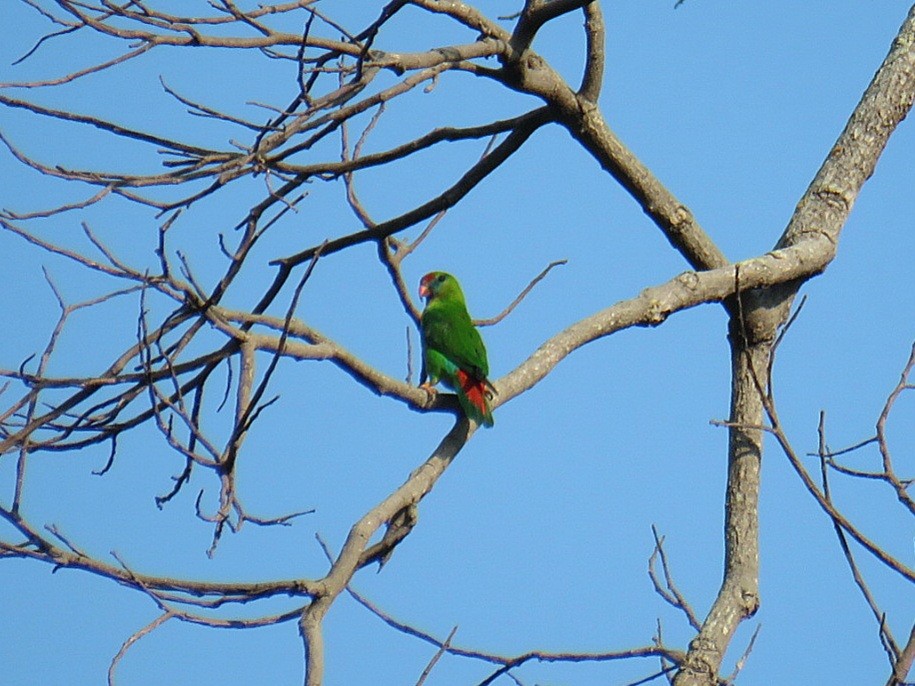 Philippine Hanging-Parrot - Breyden Beeke