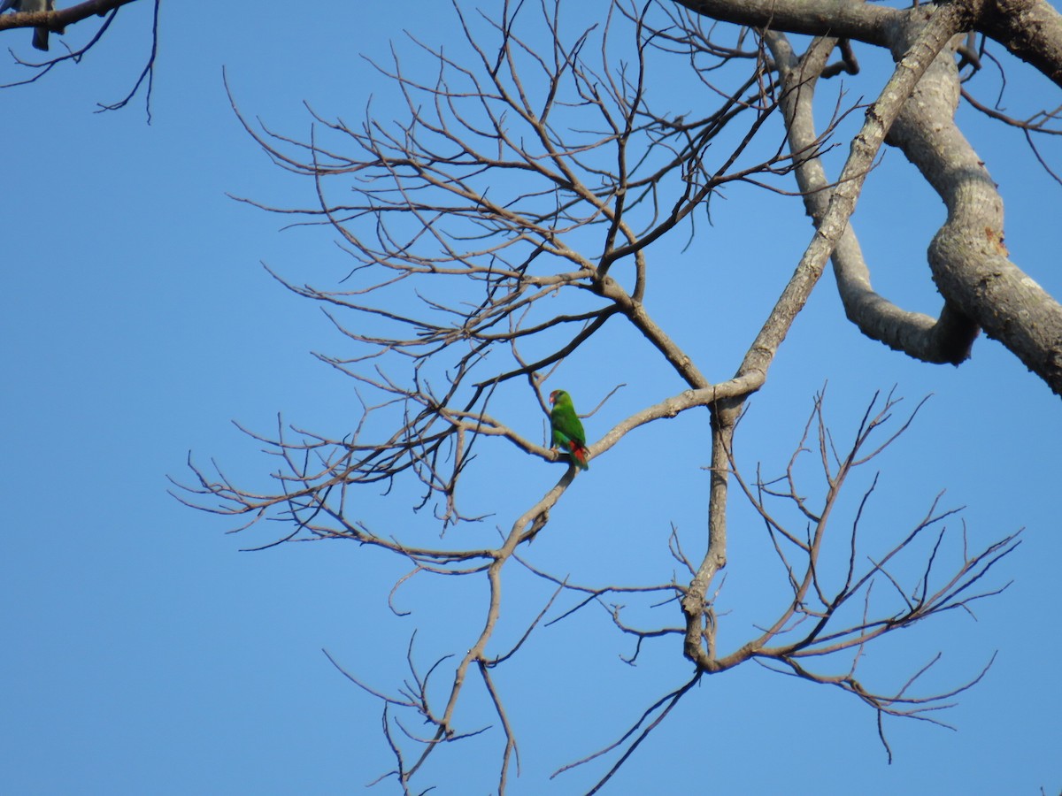 Philippine Hanging-Parrot - Breyden Beeke