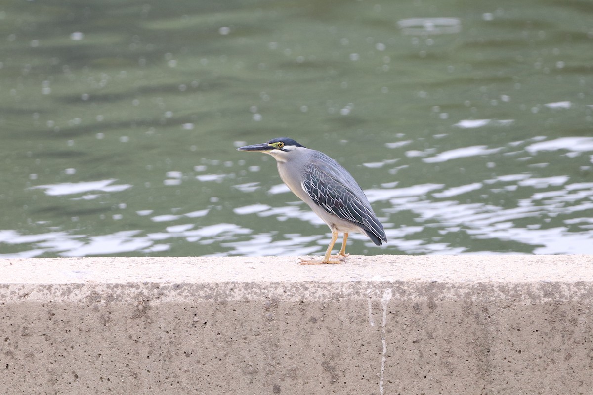 Striated Heron - Herman Viviers