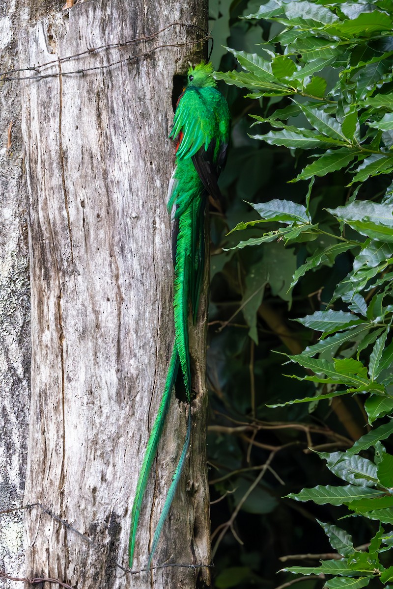 Resplendent Quetzal - Mason Flint