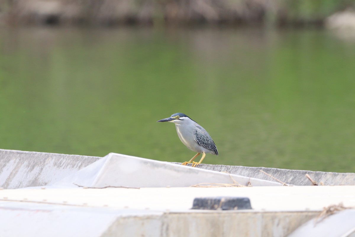 Striated Heron - Herman Viviers