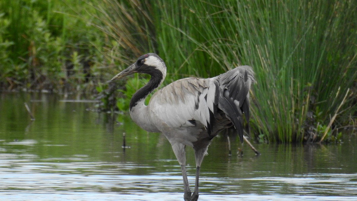 Common Crane - Brad Phillips