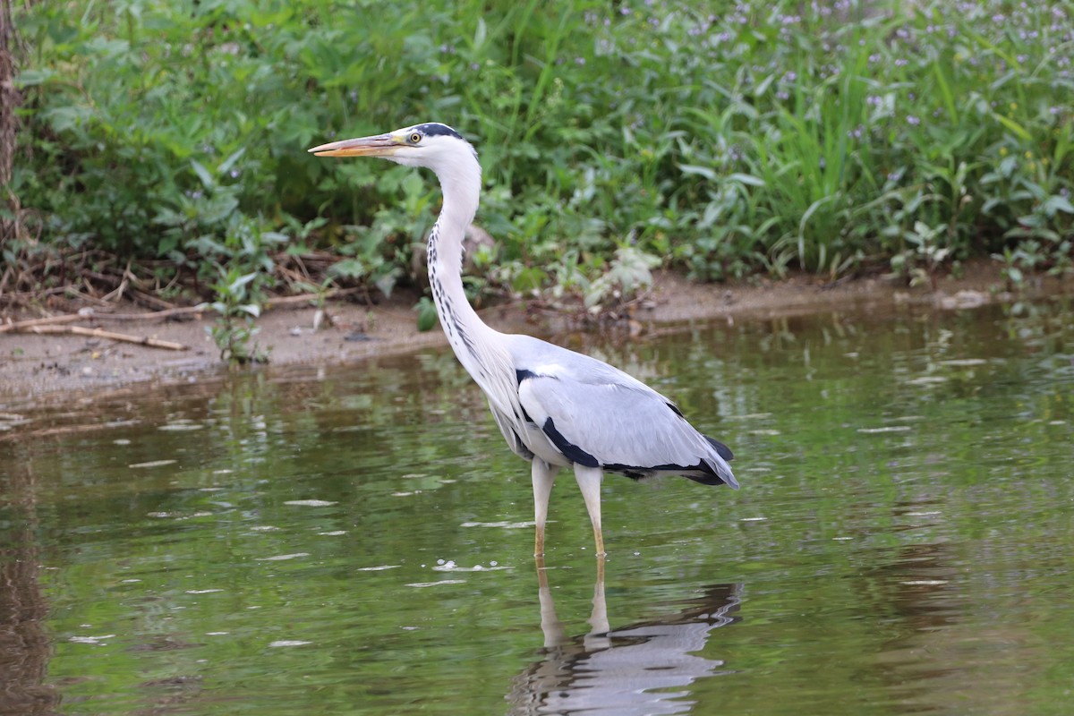 Gray Heron - Herman Viviers