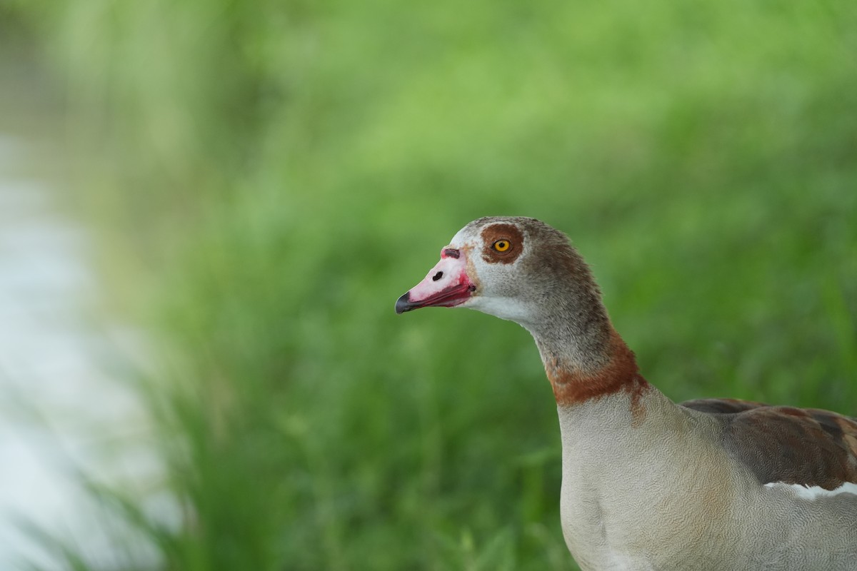 Egyptian Goose - AJT BIRD