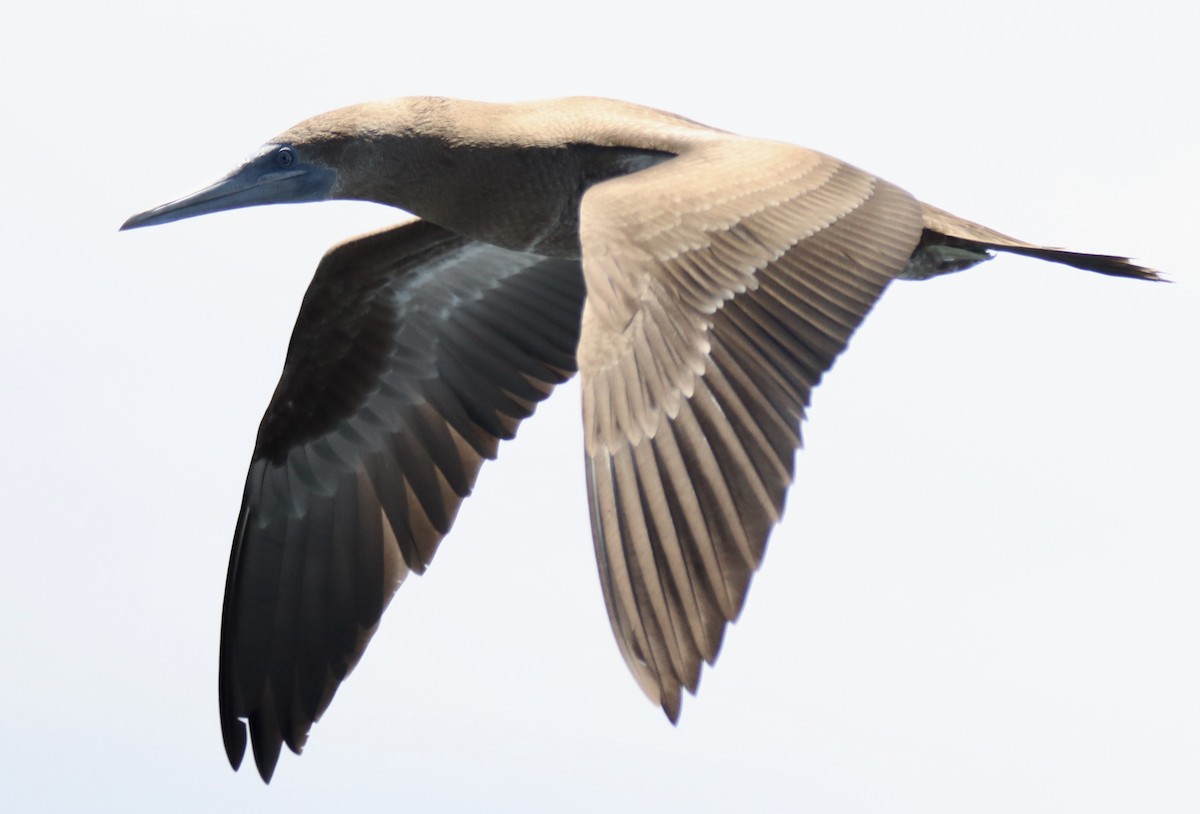 Brown Booby - Patricia Langen