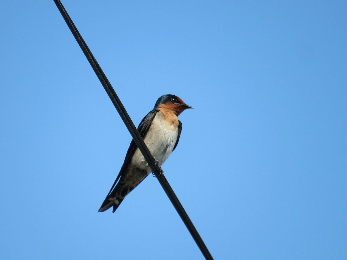 Pacific Swallow - Breyden Beeke