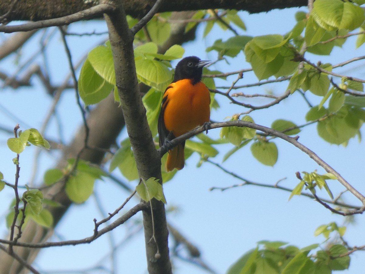 Baltimore Oriole - Irene Cody