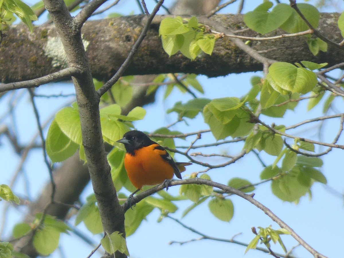 Baltimore Oriole - Irene Cody