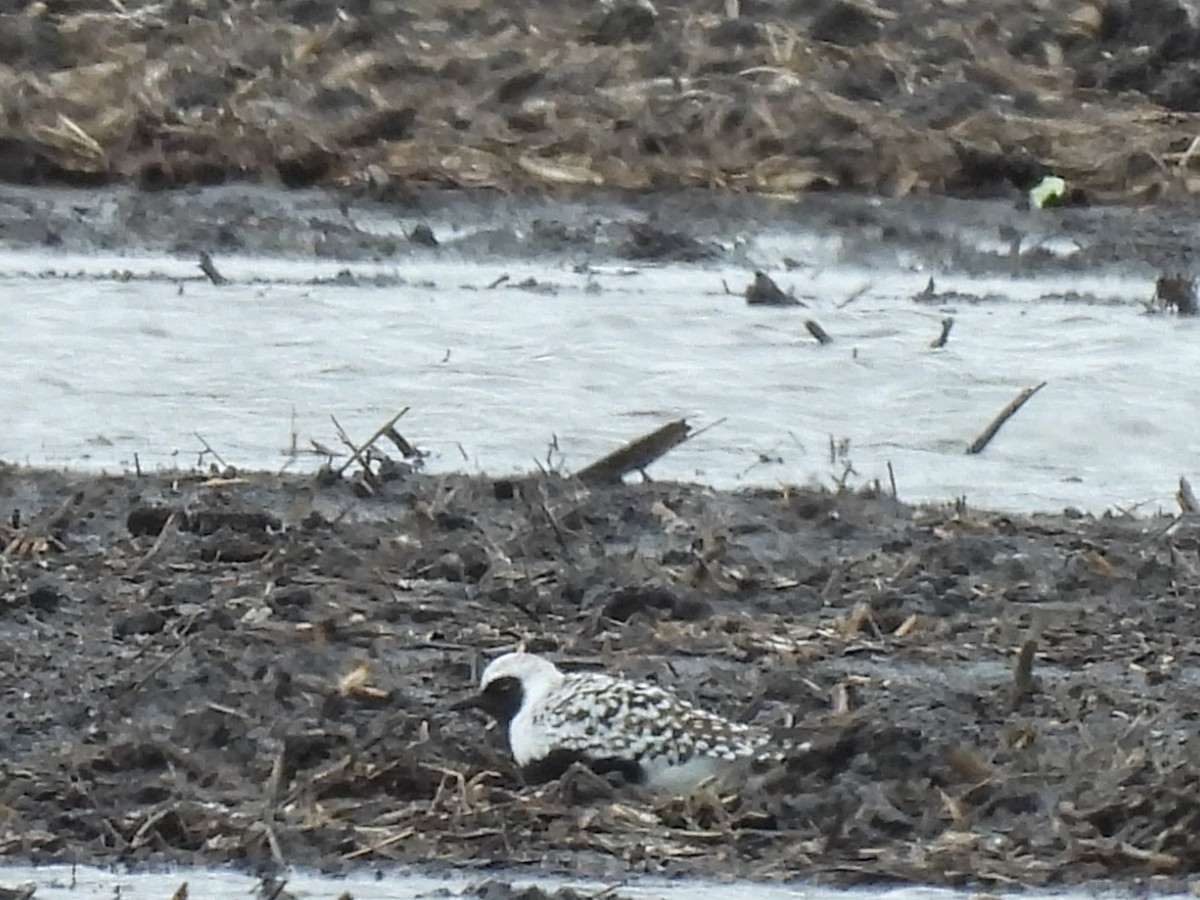 Black-bellied Plover - James Jarosz