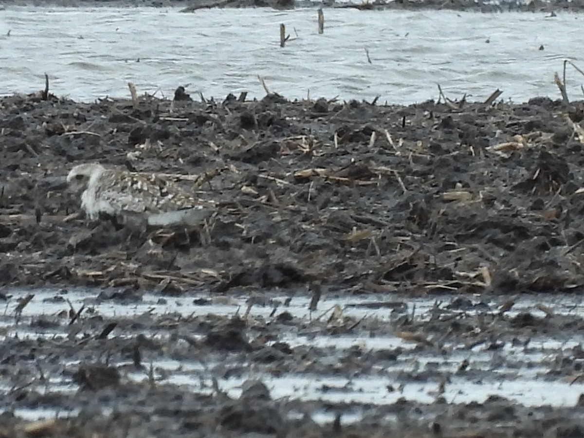 Black-bellied Plover - James Jarosz