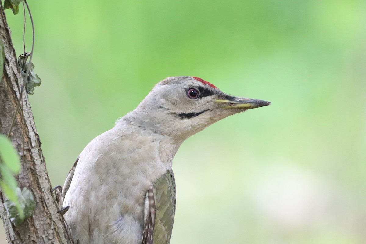 Gray-headed Woodpecker - Herman Viviers