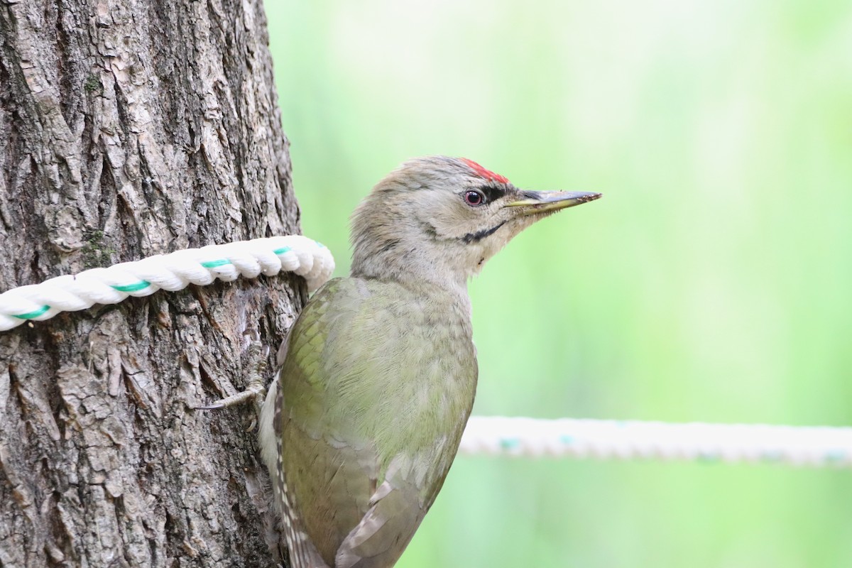 Gray-headed Woodpecker - Herman Viviers