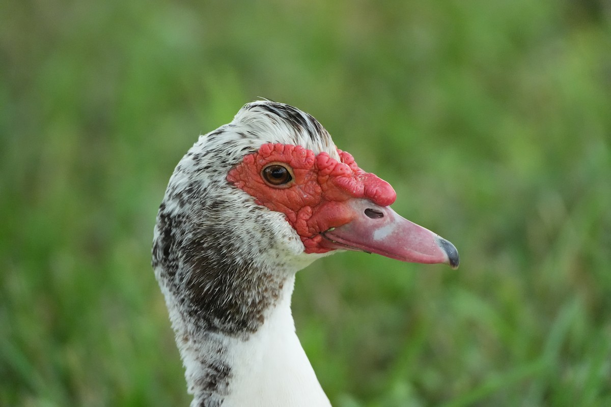 Muscovy Duck (Domestic type) - AJT BIRD