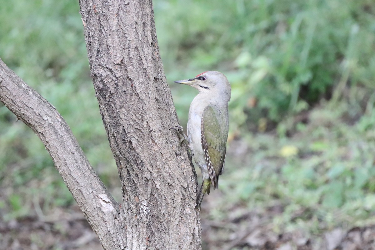 Gray-headed Woodpecker - Herman Viviers