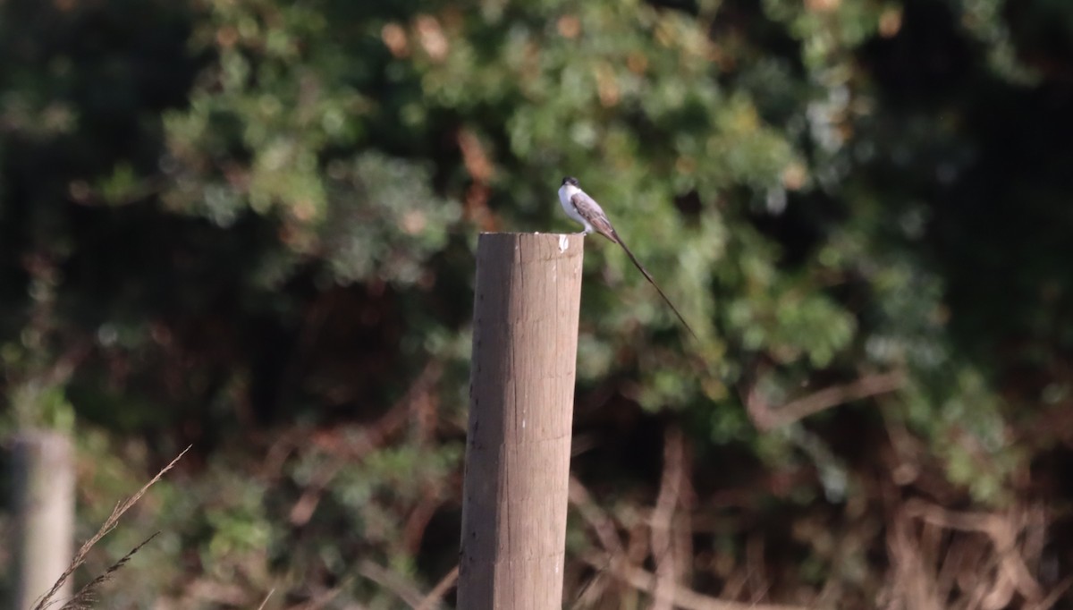 Fork-tailed Flycatcher - Oliver  Komar