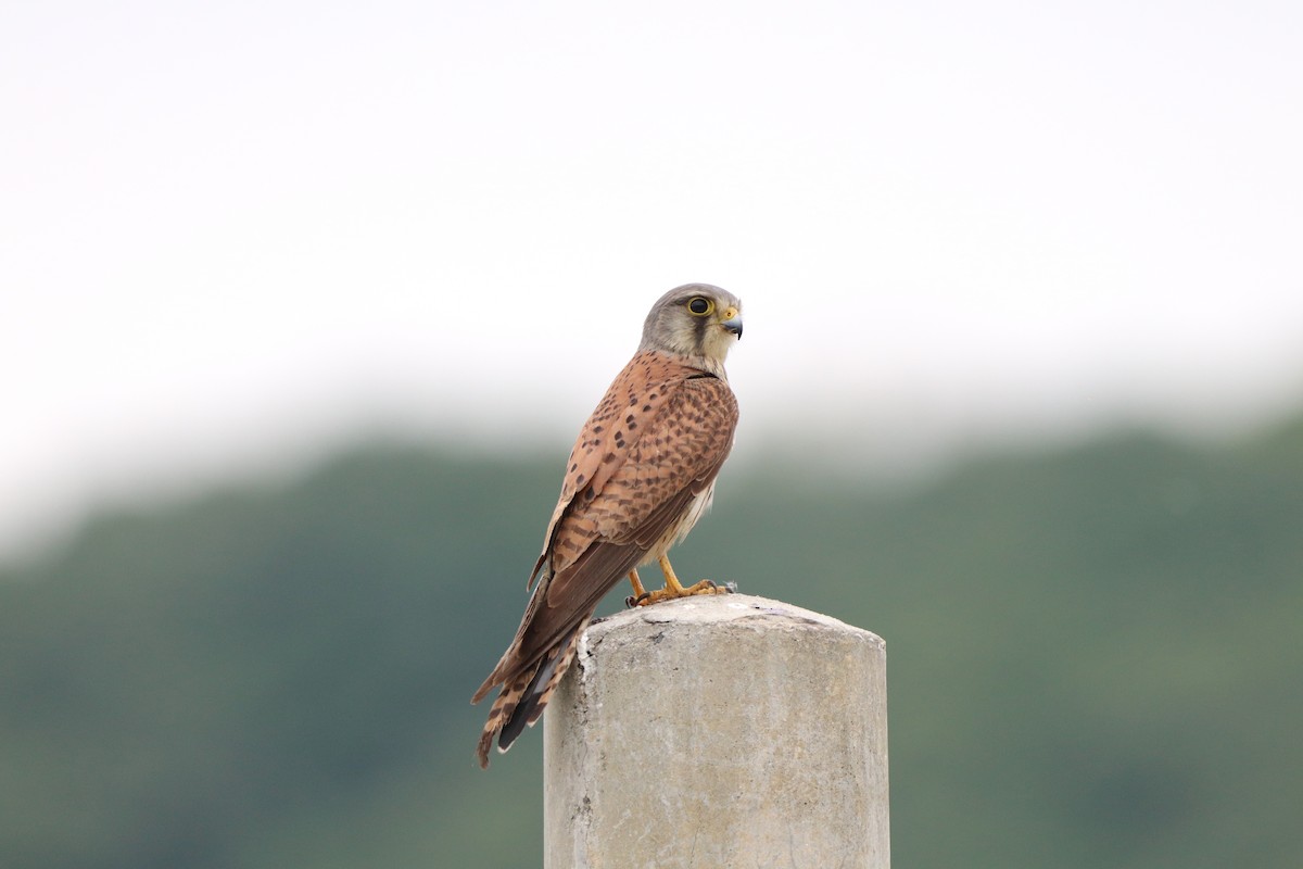 Eurasian Kestrel - Herman Viviers