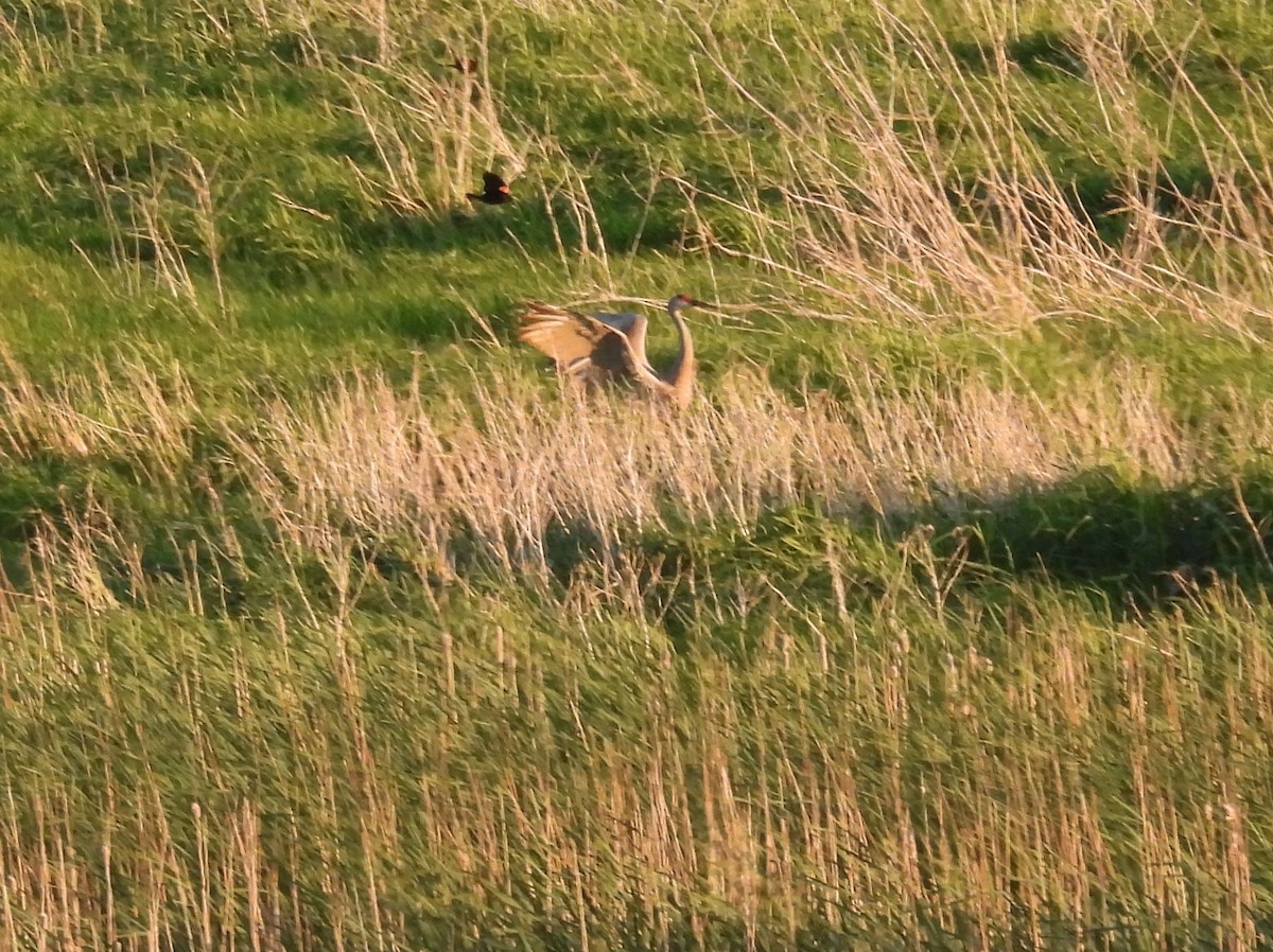 Sandhill Crane - Clayton Will