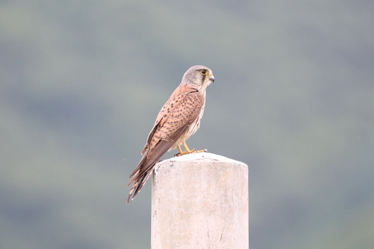 Eurasian Kestrel - Herman Viviers