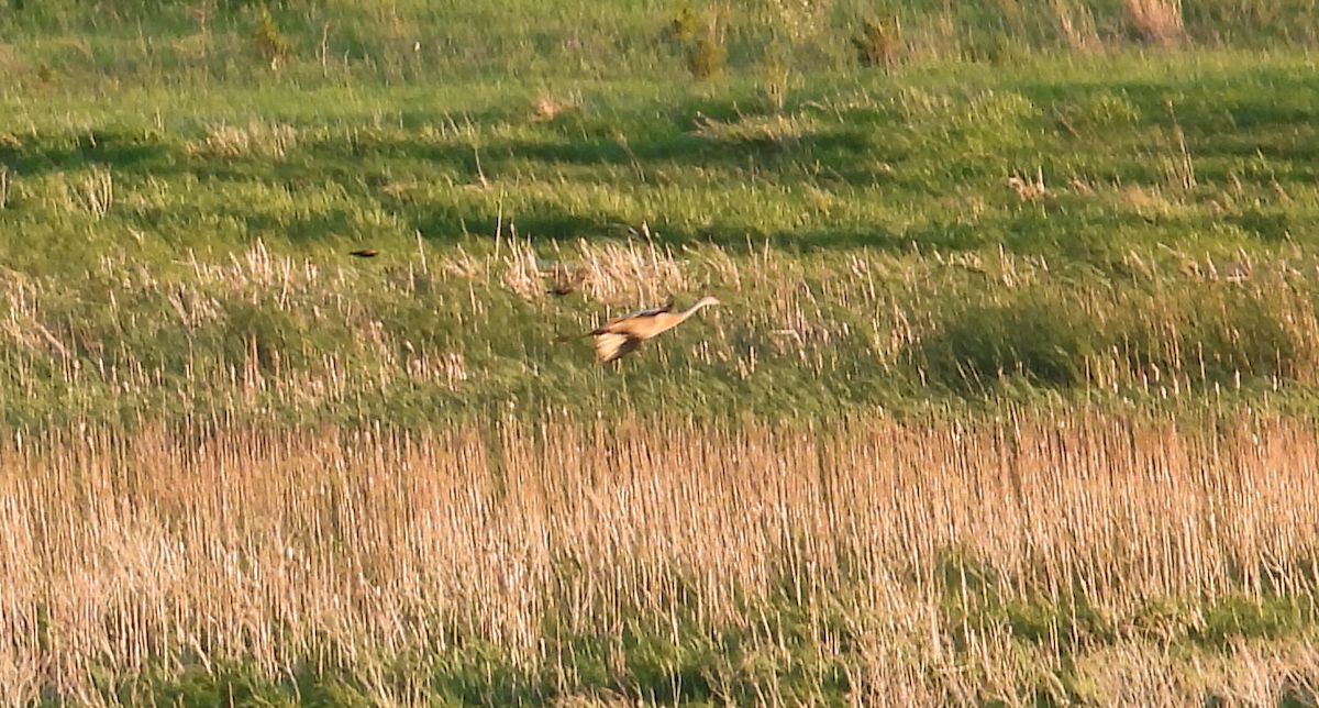 Sandhill Crane - ML619555461