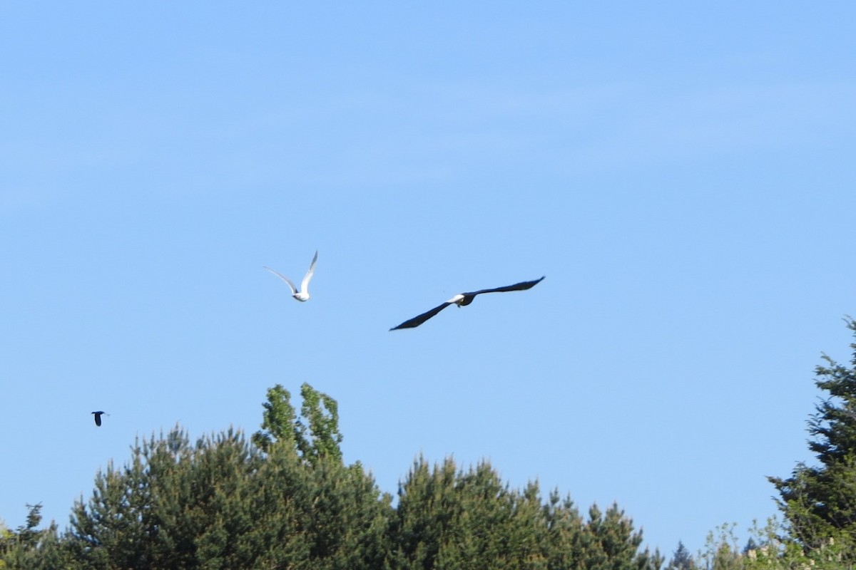 Bald Eagle - Kathy  Kirk