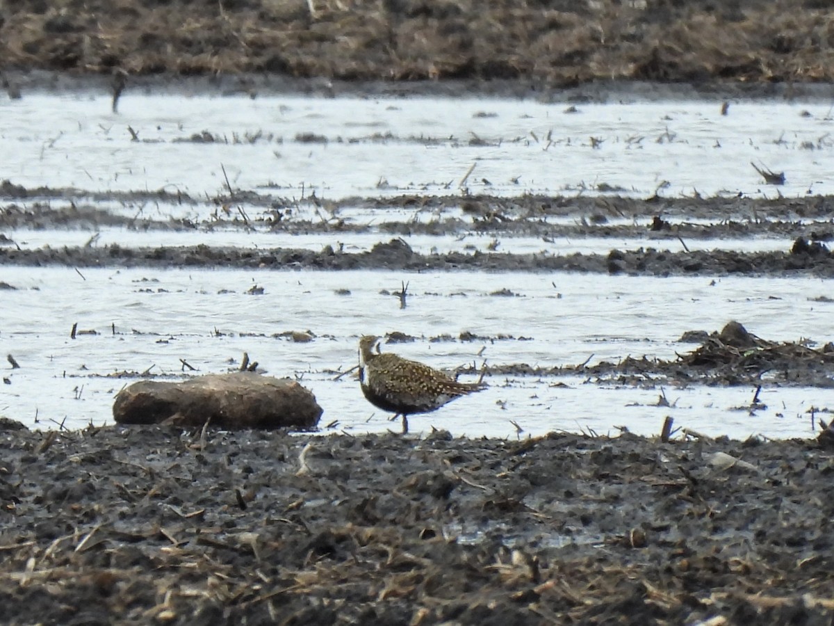 American Golden-Plover - James Jarosz