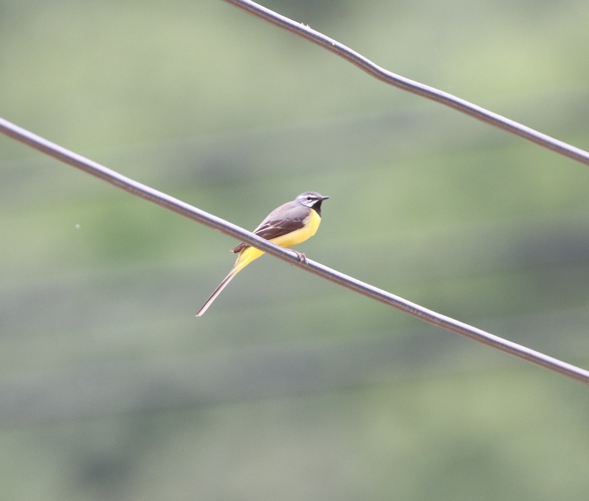 Gray Wagtail - Herman Viviers