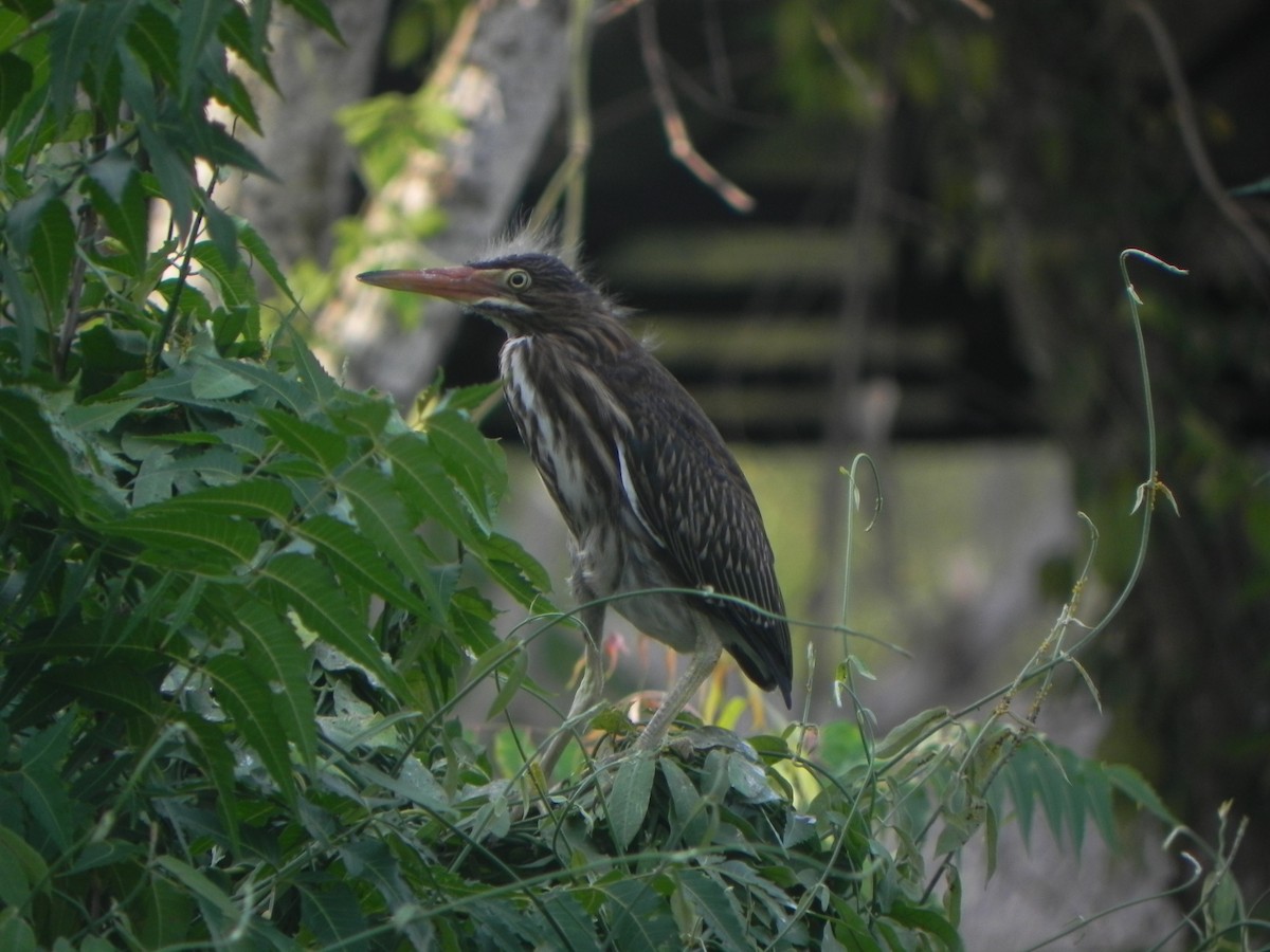 Striated/Green Heron - John Calderón Mateus