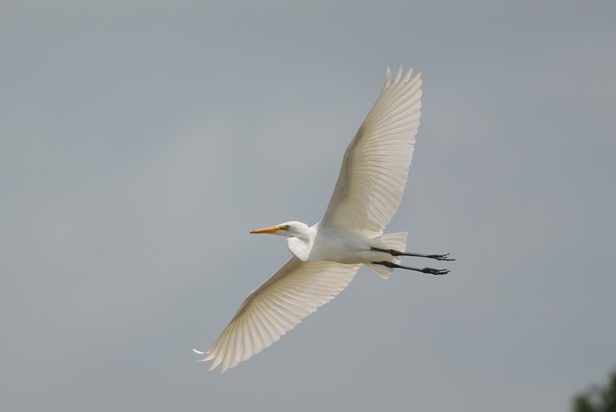 Great Egret - AJT BIRD