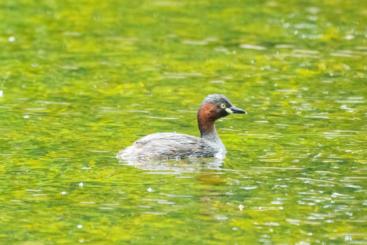 Little Grebe - Kaiyuan Li