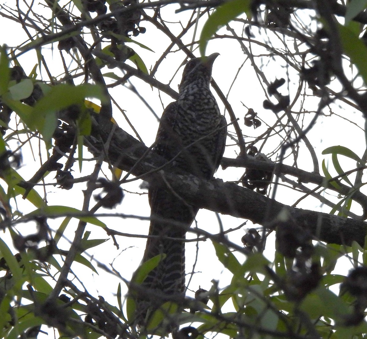 Asian Koel - Bonda Sek