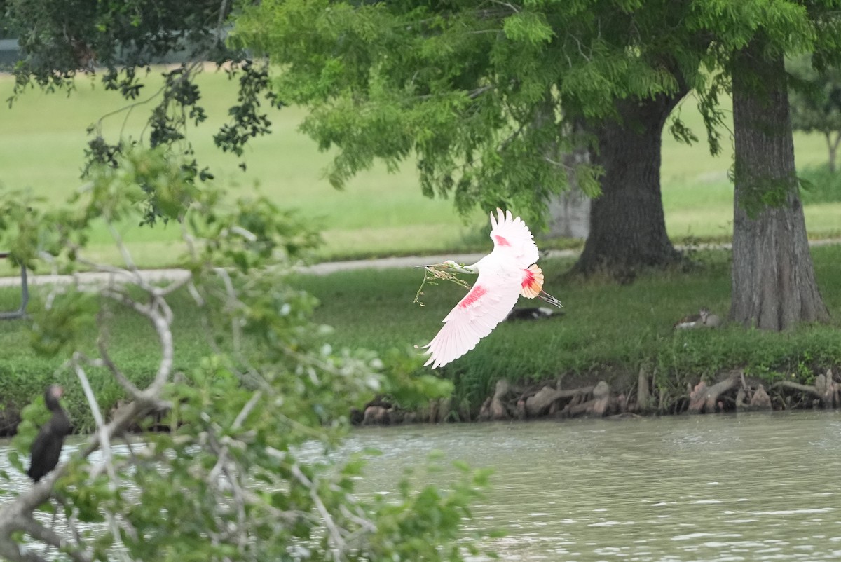 Roseate Spoonbill - AJT BIRD