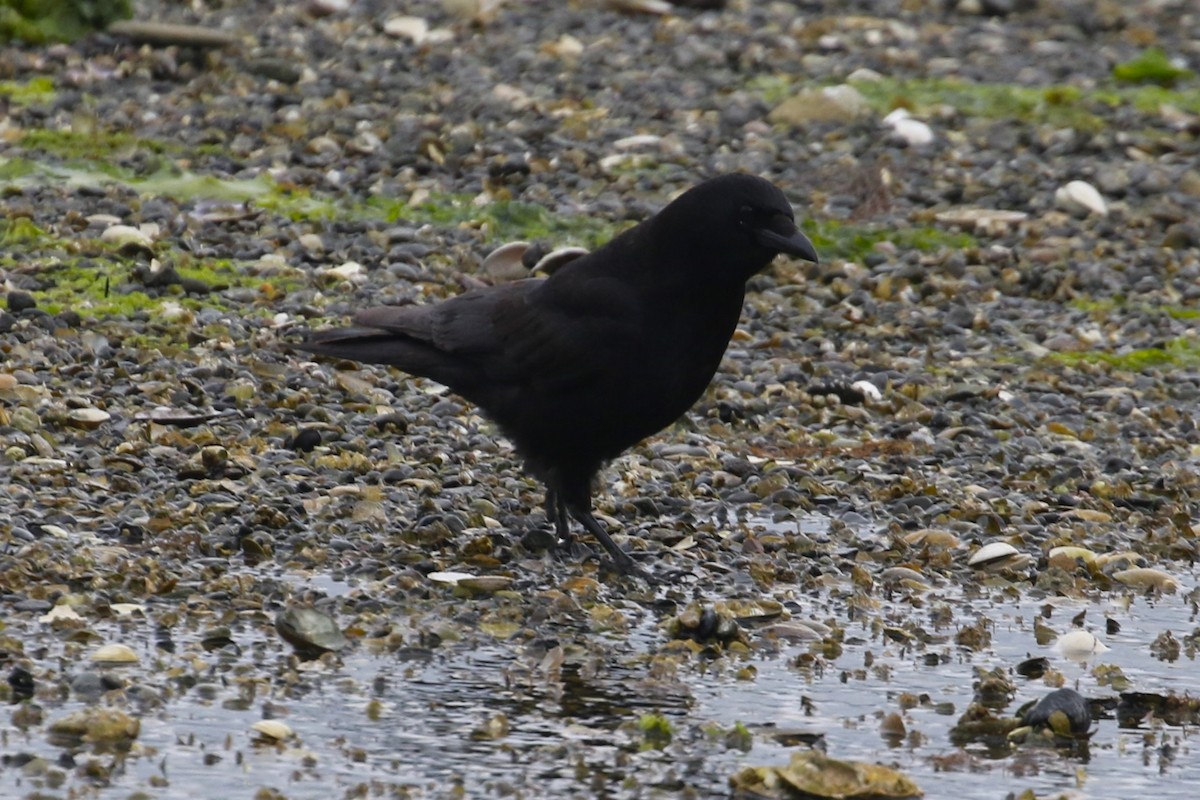 American Crow - John F. Gatchet