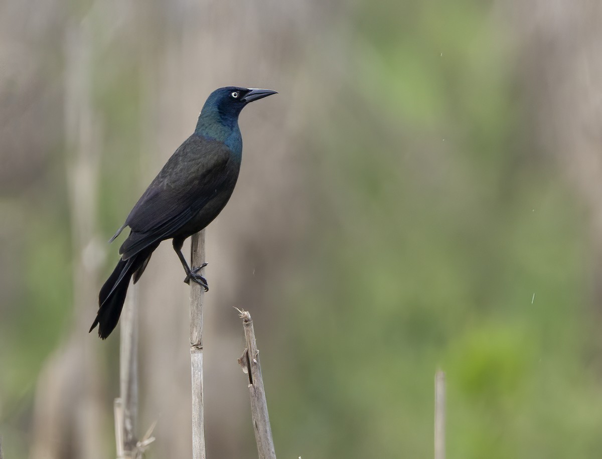 Common Grackle - Iris Kilpatrick