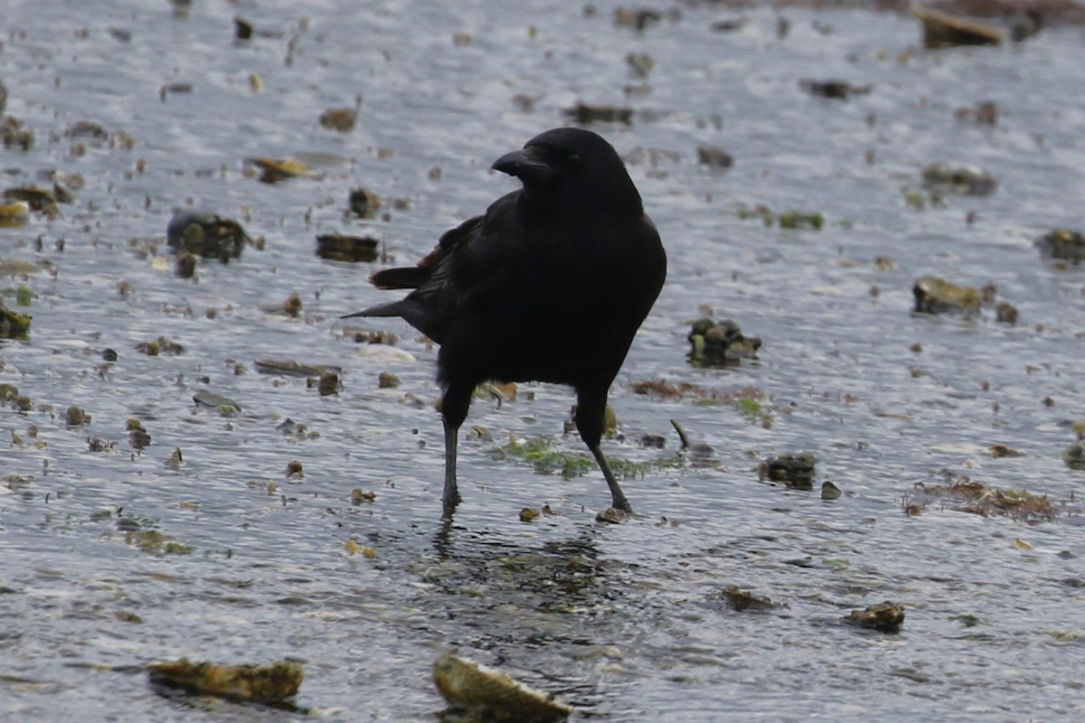 American Crow - John F. Gatchet