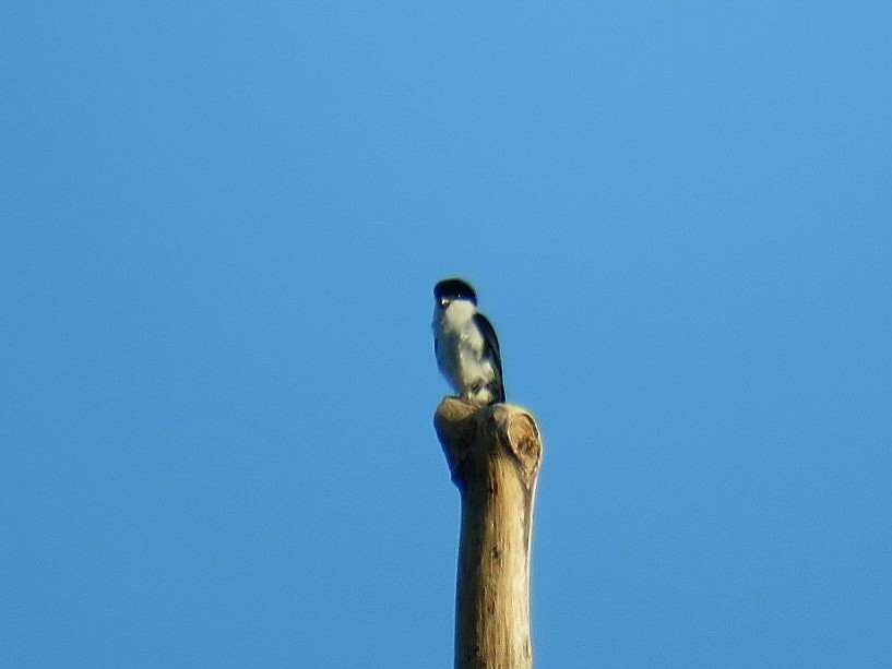 Philippine Falconet - Breyden Beeke