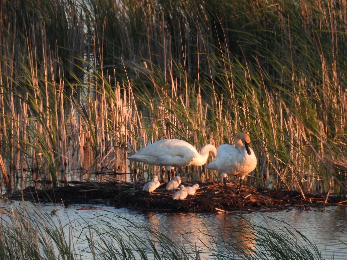 Trumpeter Swan - ML619555522