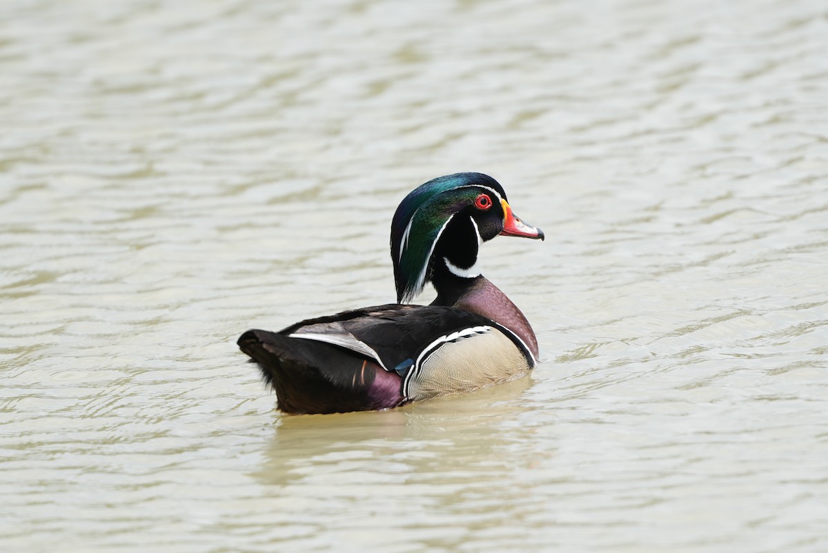 Wood Duck - AJT BIRD