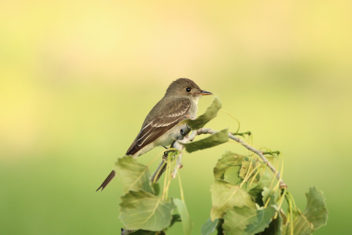 Willow Flycatcher - Coen Kliewer