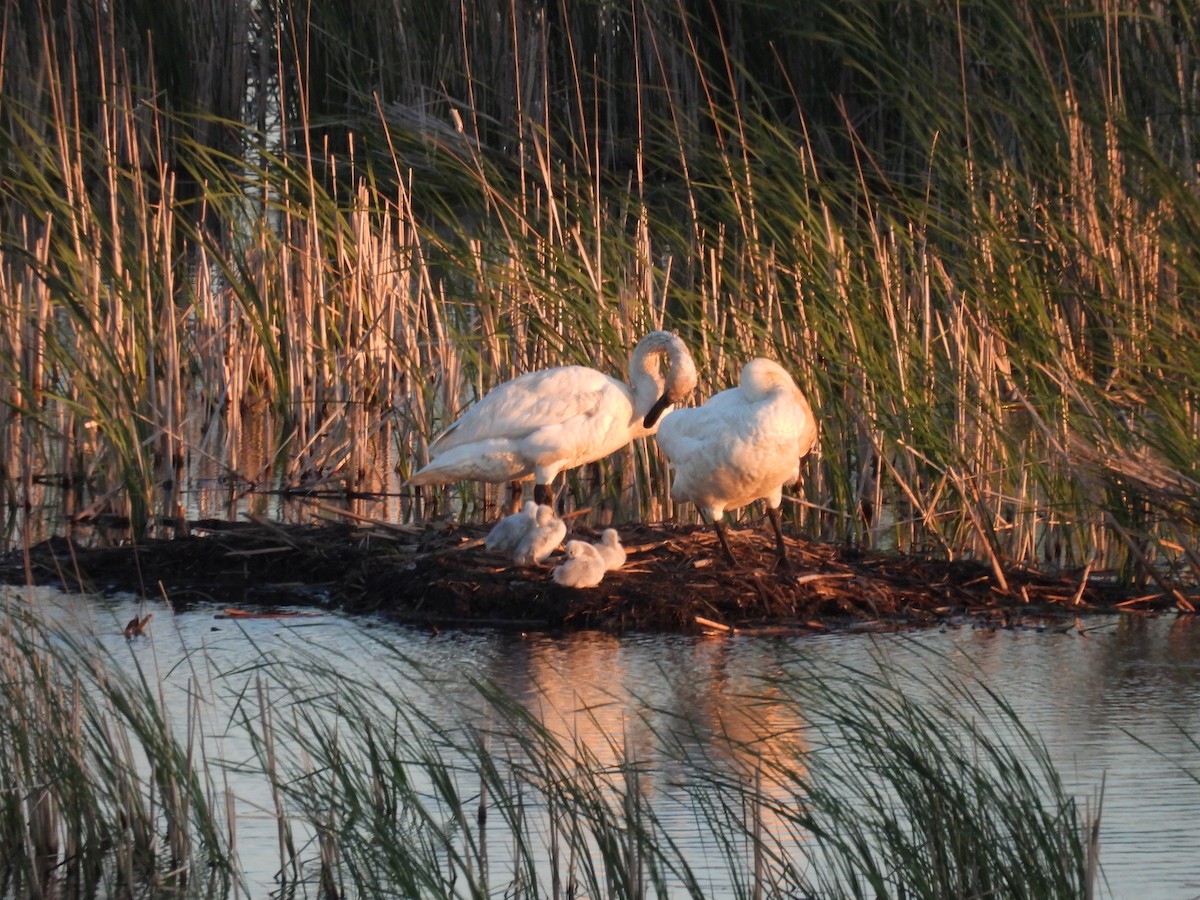 Trumpeter Swan - Clayton Will