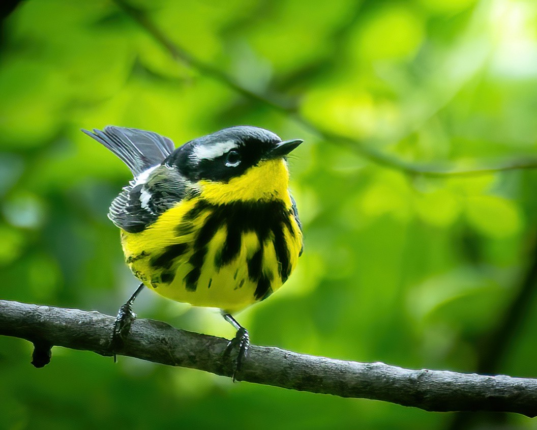 Magnolia Warbler - Mark Sawyer