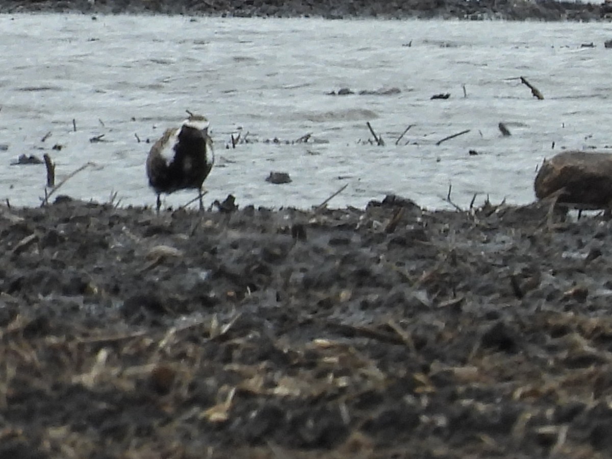 American Golden-Plover - James Jarosz