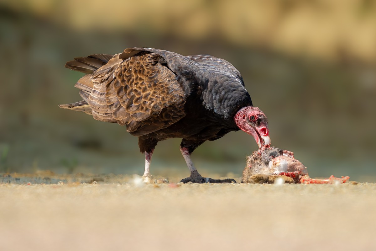 Turkey Vulture - TJ Hastings