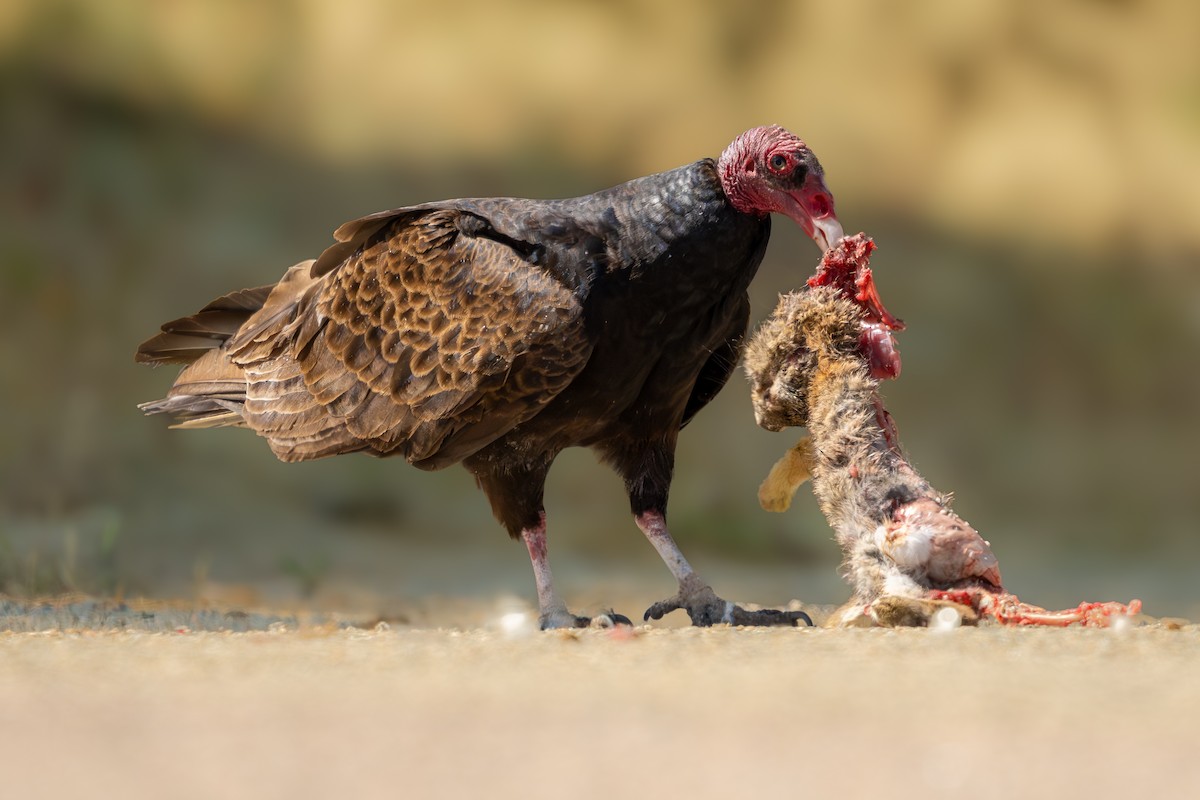 Turkey Vulture - ML619555547